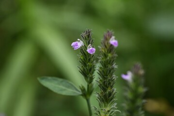 Justicia procumbens  flowers / Acanthaceae weed