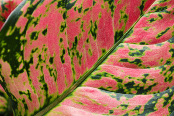 Aglaonema with beautiful leaves as background, closeup. Tropical plant