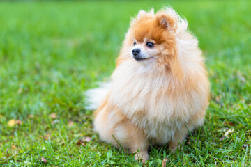 cute ginger pomeranian spitz sitting on green grass. thoroughbred fluffy dog waiting for the owner and looking away. copy space, place for text.