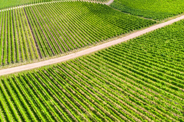 sunny vineyards from above