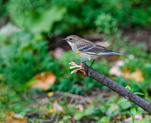 Yellow-rumped Warbler  Foraging in Fall
