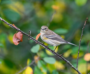 Yellow-rumped Warbler  Foraging in Fall