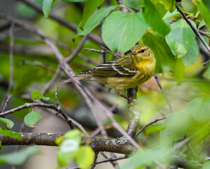 Female/Immature Blackpoll Warbler Foraging in Fall