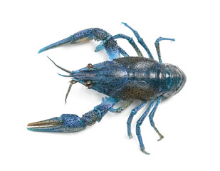 Blue crayfish isolated on white, top view. Freshwater crustacean