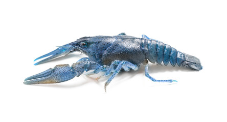 Blue or sapphire crayfish isolated on white