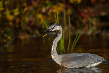 Great Blue Heron Caught a Fish in Fall