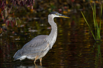 Great Blue Heron Portrait in Fall