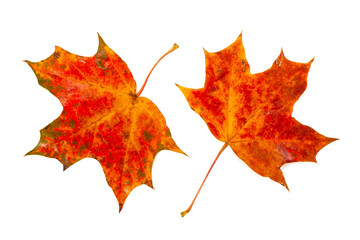 Fototapeta premium Colorful autumn maple leaves isolated on a white background. Top view.
