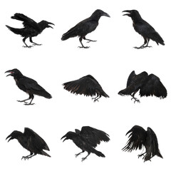 Collage with black ravens on white background