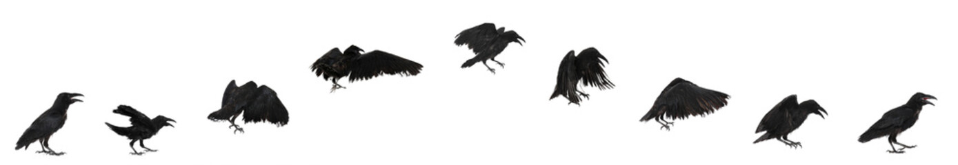 Collage with black raven flying on white background. Banner design