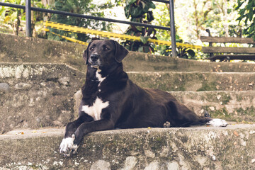 Perro negro mirando al infinito