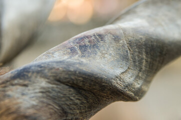 Antilope horn closeup