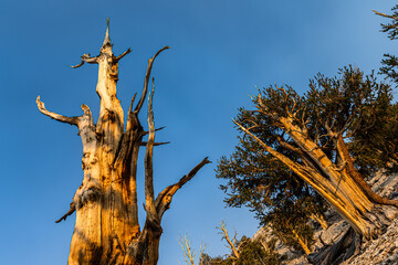 Dappled light on ancient bristlecone pine tree trunk