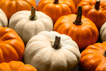 Many white and orange pumpkins as background, closeup