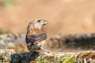 &Ccedil;aprazgaga &raquo; Red Crossbill &raquo; Loxia curvirostra