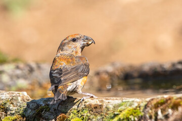 Çaprazgaga » Red Crossbill » Loxia curvirostra