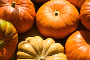 Many ripe orange pumpkins as background, closeup