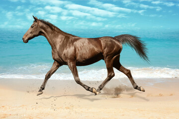 Obraz na płótnie Canvas Beautiful horse kicking up dust while running near sea