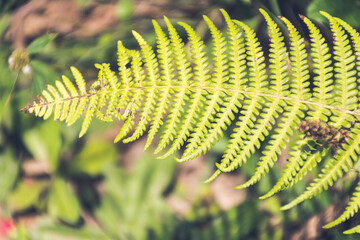 Helecho verde