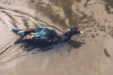 Pato nadando