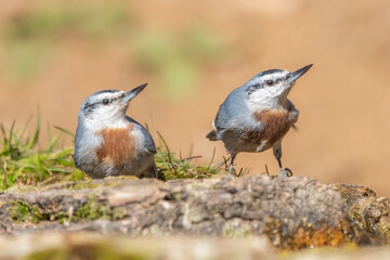 Anadolu sıvacısı » Krüper`s Nuthatch » Sitta krueperi