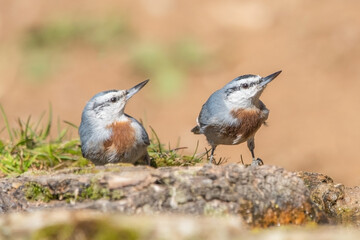 Anadolu sıvacısı » Krüper`s Nuthatch » Sitta krueperi