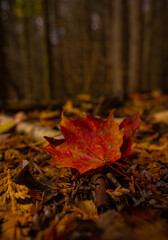 autumn leaves on the ground