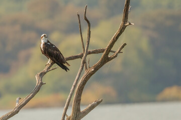 Osprey on a tree