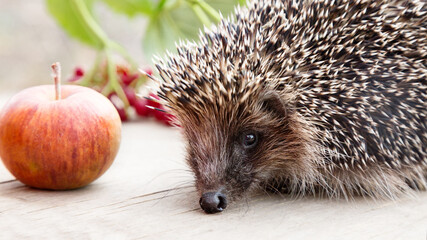cute little hedgehog close-up with an apple on a wooden table