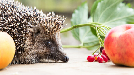 cute prickly hedgehog close-up with apple on a wooden table