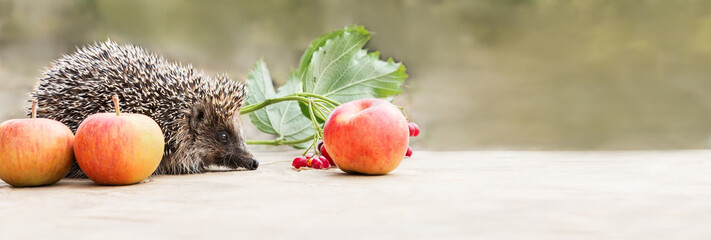 cute hedgehog on a light brown background on the left with apples with copyspace © Mariia