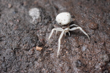 araña blanca