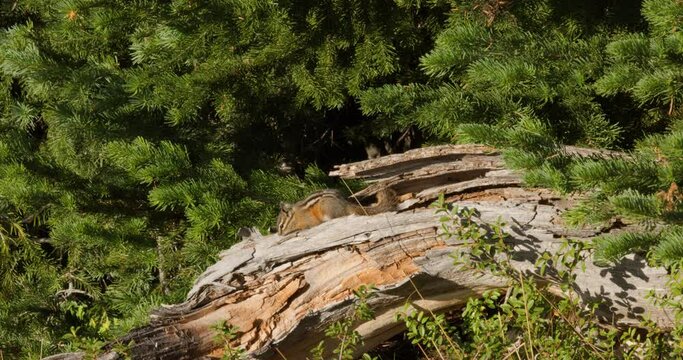 Yellow-Pine Chipmunk (Tamias amoenus) having a stretch