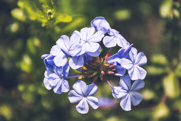 Hermosas flores violetas