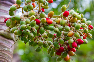 Colorful Areca Palm trees Nut