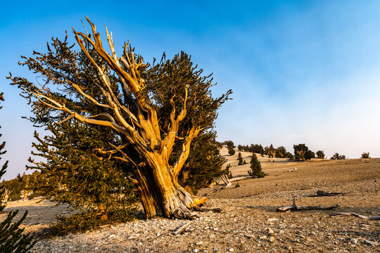 Bristlecone Pine Leans In Stark Landscape