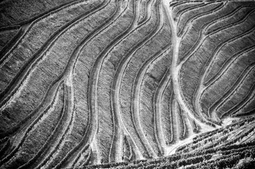 Terraced vineyards of the Douro Valley, Portugal that illustrates the viticulture and heritage