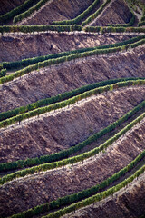 Terraced vineyards of the Douro Valley, Portugal that illustrates the viticulture and heritage