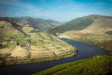 Landscape of terraced vineyards and olive trees in Douro Valley, northern Portugal, officially designated by UNESCO.