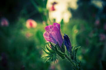 Close up of a purple, blossoming flower (Echium plantagineum) also known as Paterson's curse.