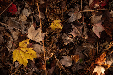 Forest Floor of Fallen Autumn Leaves and Pine Cones