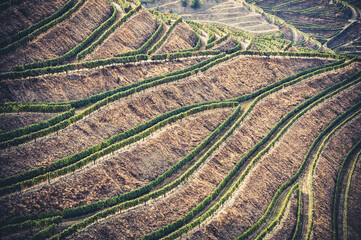 Terraced vineyards of the Douro Valley, Portugal that illustrates the viticulture and heritage