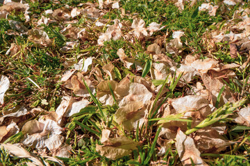 Petals of trees resting on the vine grass on a nice sunny day. Nature theme.