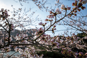 湖畔の桜（福岡県北九州市河内貯水池）