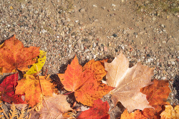水に浮かぶカラフルな紅葉