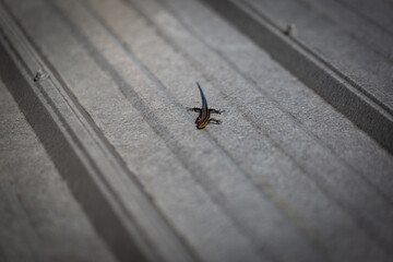 A lizard with blue tail walking on tin sheet