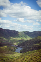 Landscape of terraced vineyards and olive trees in Douro Valley, northern Portugal, officially designated by UNESCO.
