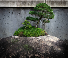 Miniature tree on a stone displayed in state arboretum of North Carolina