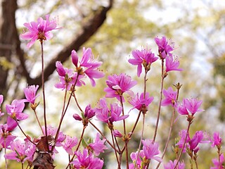 コバノミツバツツジの花のアップ