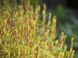 紅葉する前のコキア